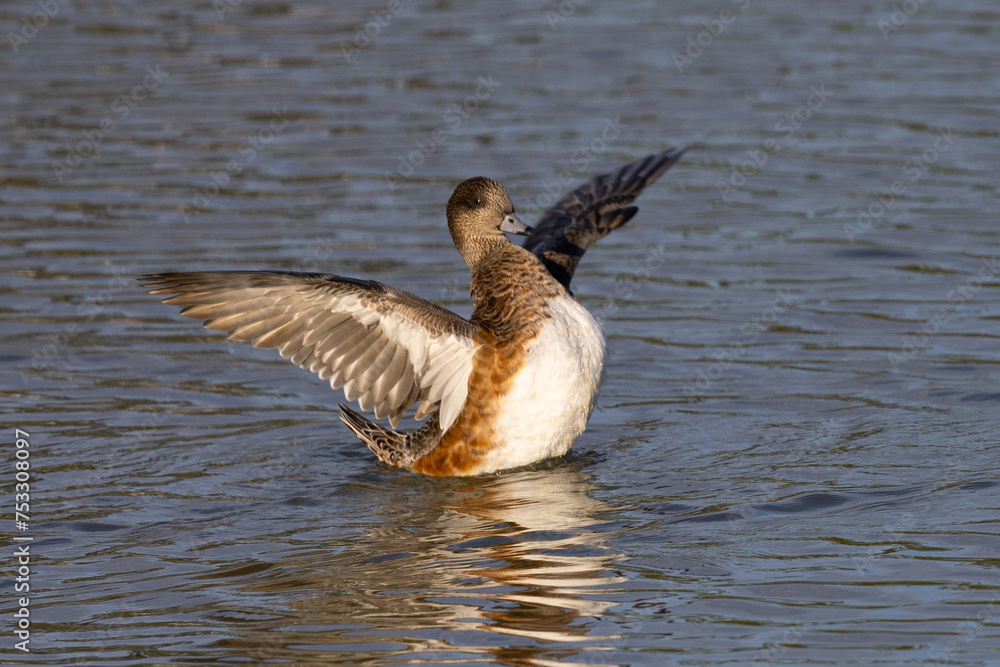 Canvas Prints Female American wigeon flapping her wings, seen in a North California marsh