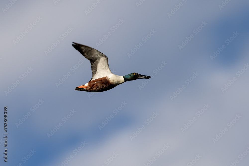 Wall mural Male Northern shoveler flying in beautiful light, seen in the wild in North California