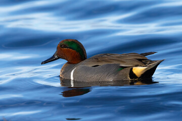Green-winged Teal,  seen in a North California marsh