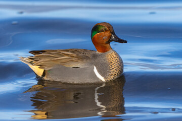 Green-winged Teal,  seen in a North California marsh