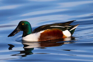 Male Northern shoveler in beautiful light, seen in the wild in North California