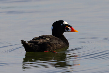 Male Surf Scooter, seen in the wild in a North California marsh