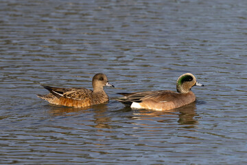 Male and female American wigeons,  seen in a North California marsh