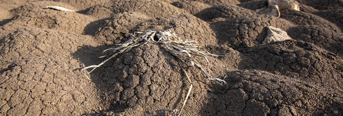 dead cracked soil