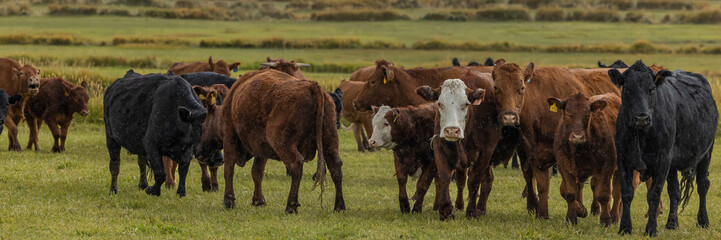 Colorado Cattle
