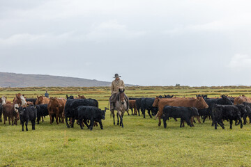 Cowboys on Horses Working cattle in Colorado in the rain