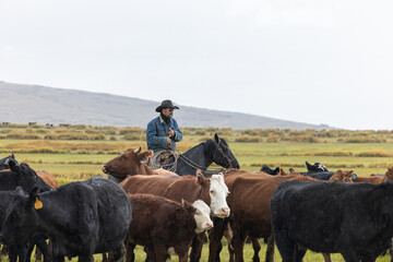 Cowboys on Horses Working cattle in Colorado in the rain