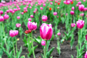 Obraz premium Beautiful bright colorful purple, blooming tulips on a large flowerbed in the city garden or flower farm field in springtime. Spring flower background.