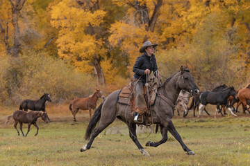 Colorado cowgirl outfitter wrangling horse and mule herd on a grulla horse