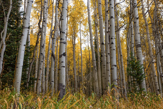 Aspen Tree Grove in Colorado Populus tremuloides pando autumn fall
