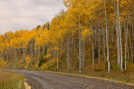 Aspen Tree Grove in Colorado Populus tremuloides pando autumn fall