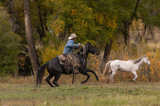 Cowboy riding horse herding with rope in hand
