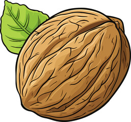walnut vector illustration isolated on transparent  background. 
