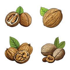 walnut vector illustration isolated on white background. 
