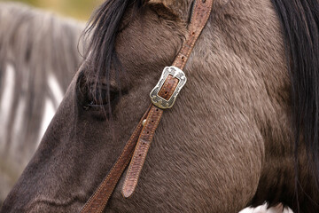 Horse tack bridle details 
