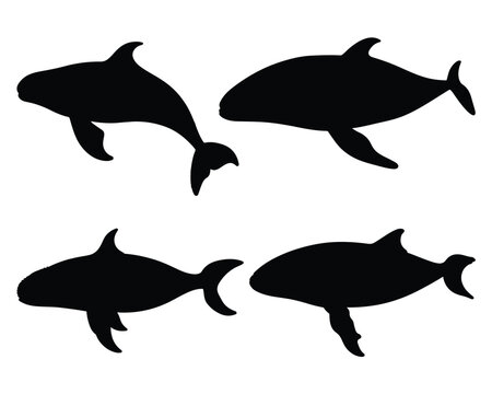 whale vector illustration isolated on white background. 

