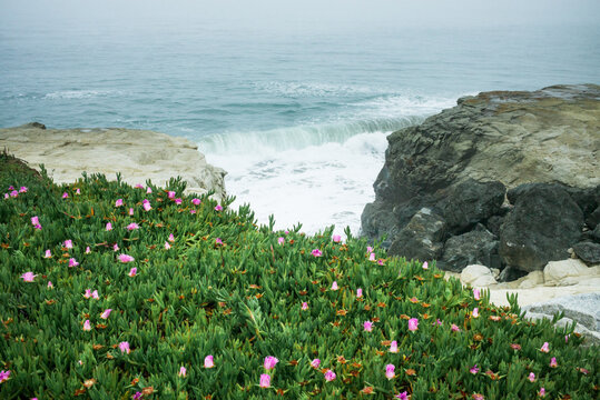 Waves enter an alcove in rocky cliffs covered in flowers and green plants along the Santa Cruz, California coast