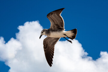 Gaviotas en el cielo de Holbox