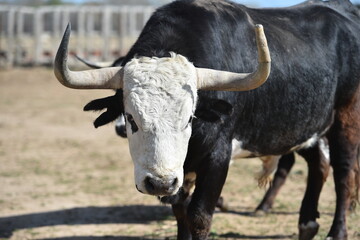 un toro español en una ganaderia en españa