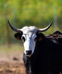 un toro español en una ganaderia en españa