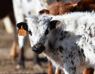 un toro español en una ganaderia en españa