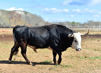 spanish bull with big horns