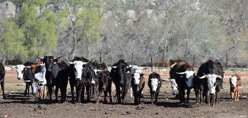 unos toros en una ganaderia en el campo español