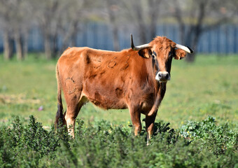 spanish bull with big horns