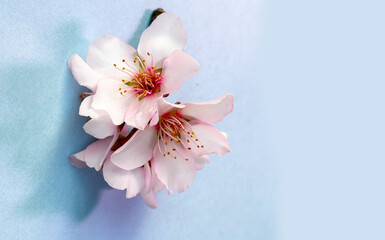 Fototapeta na wymiar spring cherry and almond tree blossoming flowers over blue background with copy space