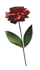 Floral on transparent background Cut-out collage element Cutout png botanical decorative collection