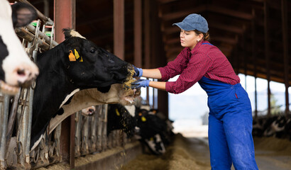 Young farmer girl in uniform stroking and feeding cows with ear tags in stall on dairy farm