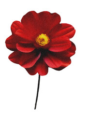 Flower isolated on transparent background png element Cutout botanical decorative collection Grainy texture effect for scrapbooking and collage