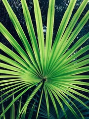 Tropical Palm, Queensland, Australia