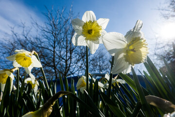 Narzissen (Narcissus pseudonarcissus) im Garten
