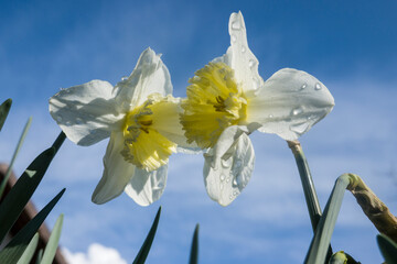 Narzissen (Narcissus pseudonarcissus) im Garten