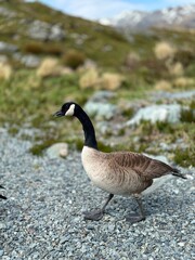 Canadian Geese, Fiordland National Park, New Zealand