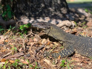 Goanna, Queensland, Australia