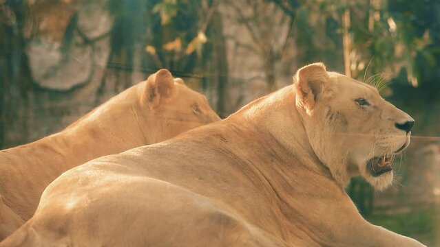 March 7, 2024 - Chonburi, Thailand. Two lions sit in the sun, panting in the heat.