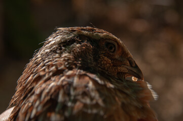 Jumbo Coturnix Quails in a brooder on a farm in the summer