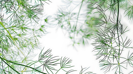 the intricate patterns of dill fronds against a white backdrop