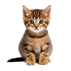 Realistic illustration of cut baby cat isolated on transparent background