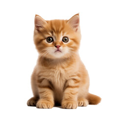 Obraz premium Realistic illustration of cut baby cat isolated on transparent background