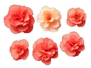 Set of coral flower isolated on transparent background, transparency image, removed background