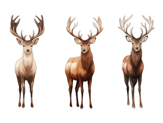 Set of deer isolated on transparent background, transparency image, removed background