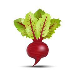 3d realistic beetroot with green leaves isolated on white background. vector illustration.