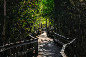 Wooden walkway at Labrador Hollow Unique Area in Tully NY.  Boardwalk goes out through the swamp and woods while also taking you to the edge of the Lake and then back again.  Sun and shadows.