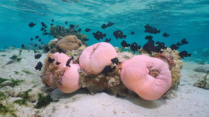 Sea anemones with fish underwater in the Pacific ocean (Heteractis magnifica with Dascyllus...