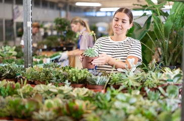 In flower store, florist girl view new arrival of decorative succulents and selects necessary units to create gift design flower arrangement. Girl customer inspect showcase with variety of succulents