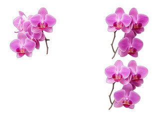 Set of orchid isolated on transparent background, transparency image, removed background