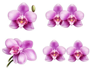 Set of orchid isolated on transparent background, transparency image, removed background